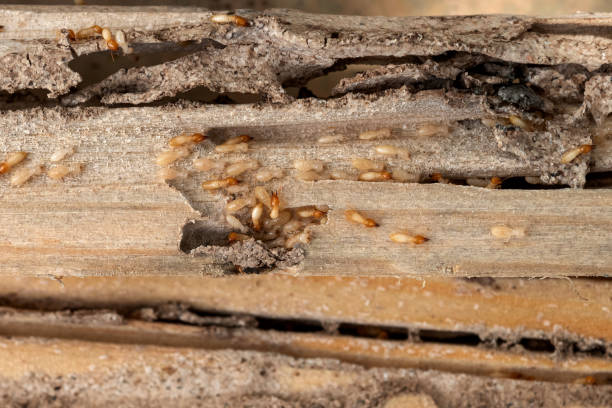 Best Rodent Control Near Me  in Woodlake, CA